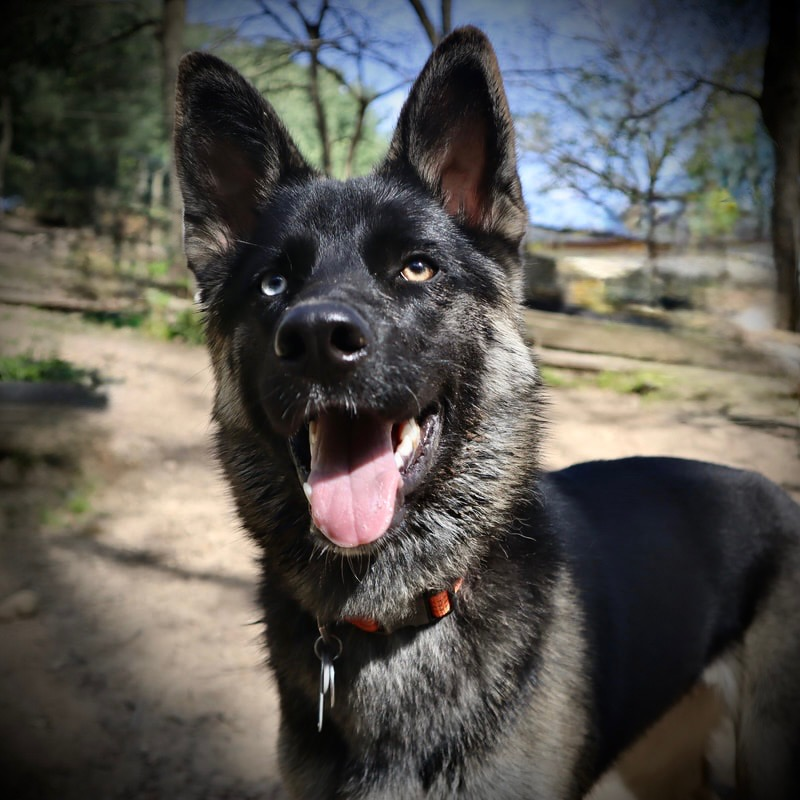 Kaia, Inner Peace Counseling, PLC’s therapy dog in training