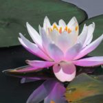 The Significance of The Lotus